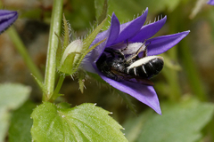 Chelostoma rapunculi