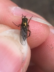 Dolichopus ungulatus