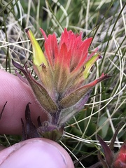 Castilleja peirsonii