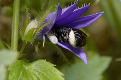 Chelostoma rapunculi