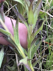 Castilleja peirsonii