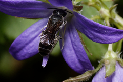 Chelostoma rapunculi