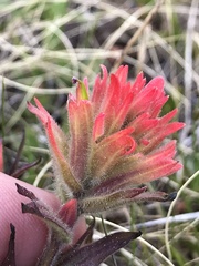 Castilleja peirsonii