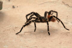 Acanthoscurria geniculata