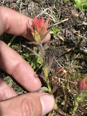 Castilleja peirsonii