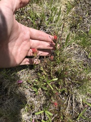 Castilleja peirsonii