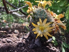 Mammillaria beneckei