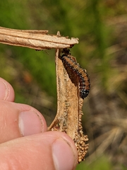 Omphalocera munroei