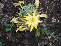 Mammillaria beneckei