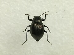 Meracantha contracta