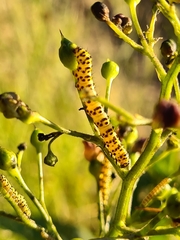 Cucullia scrophulariae