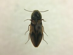 Stropenron hieroglyphica