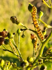 Cucullia scrophulariae