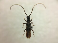 Heterachthes quadrimaculatus