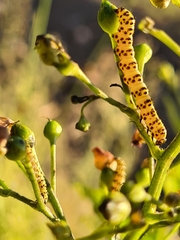 Cucullia scrophulariae