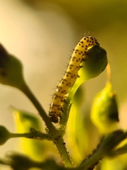 Cucullia scrophulariae