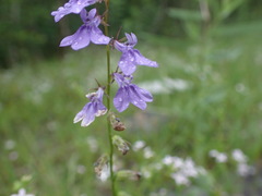 Lobelia gattingeri