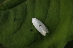 Pseudopostega auritella