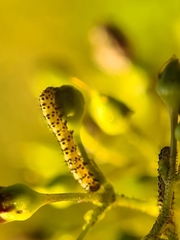 Cucullia scrophulariae