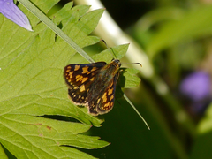 Carterocephalus skada