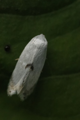 Pseudopostega auritella