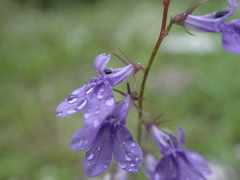 Lobelia gattingeri
