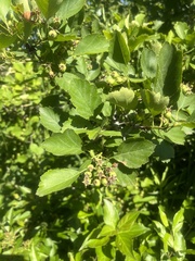 Crataegus dodgei