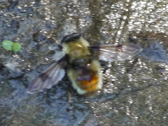 Sericomyia flagrans