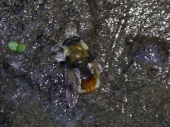 Sericomyia flagrans