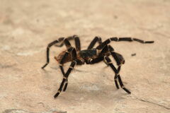 Acanthoscurria geniculata