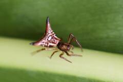 Micrathena peregrinatorum