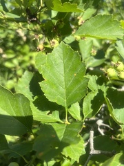 Crataegus dodgei