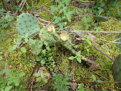 Opuntia humifusa