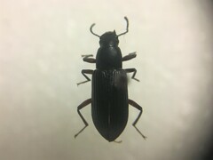 Haplandrus fulvipes