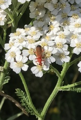 Rhagonycha fulva