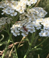Rhagonycha fulva