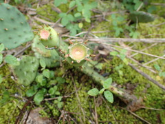 Opuntia humifusa