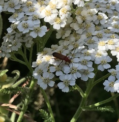 Rhagonycha fulva