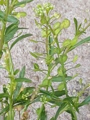 Lepidium ruderale