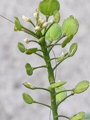 Lepidium ruderale