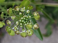 Lepidium ruderale
