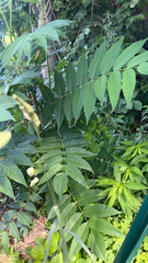 Ailanthus altissima