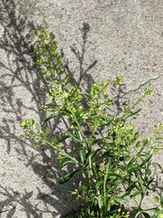 Lepidium ruderale