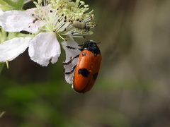 Clytra quadripunctata
