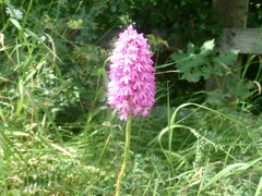 Anacamptis pyramidalis