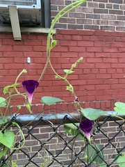 Ipomoea purpurea