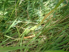 Anacamptis pyramidalis
