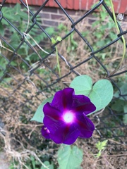 Ipomoea purpurea
