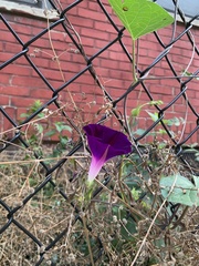 Ipomoea purpurea