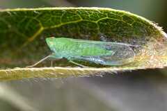 Cuernavaca inexacta